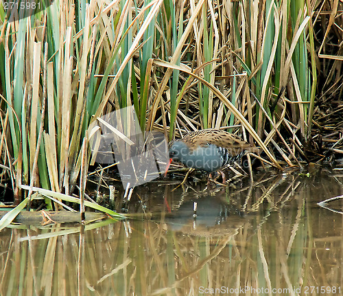 Image of Water Rail