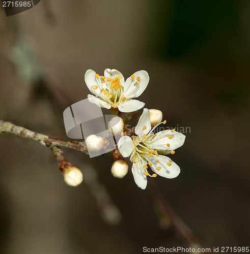 Image of White Blossom