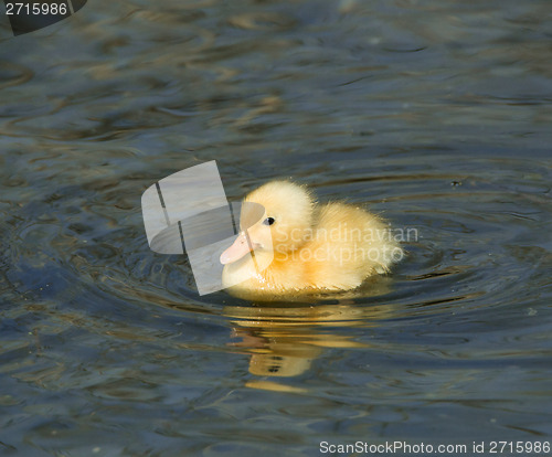 Image of Yellow Duckling