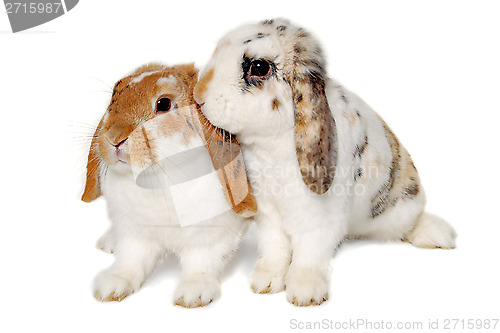 Image of Two rabbits isolated on a white background