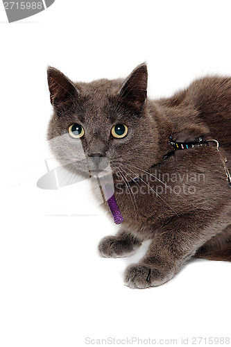 Image of Gray cat on a isolated white background.
