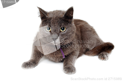 Image of Gray cat on a isolated white background.