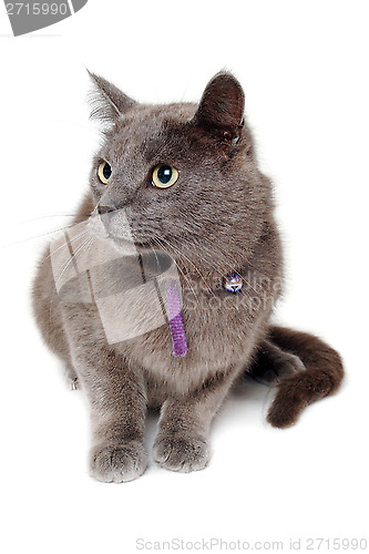 Image of Gray cat on a isolated white background.