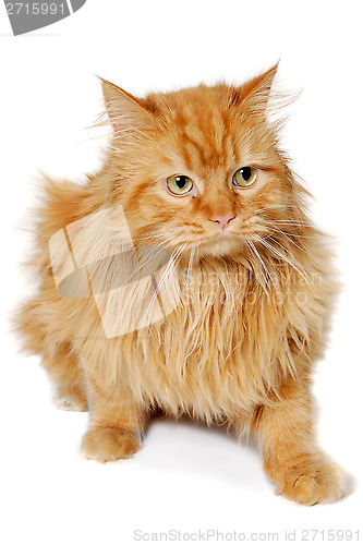 Image of Red cat isolated on white background.