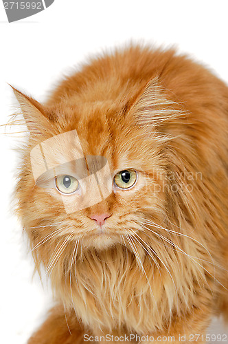 Image of Red cat isolated on white background.