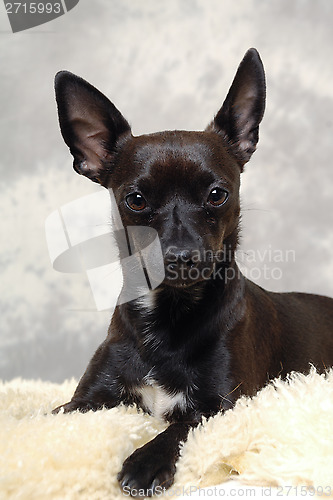 Image of Black puppy dog