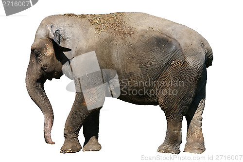 Image of Elephant