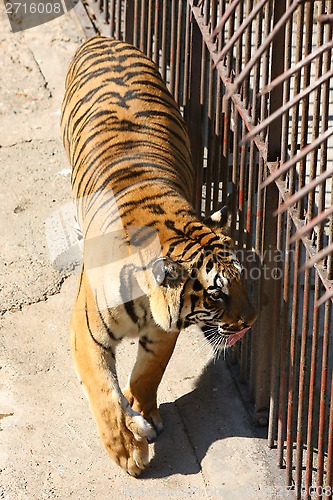 Image of Tiger