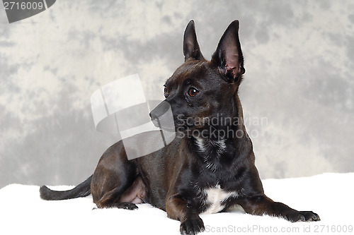 Image of Black puppy dog