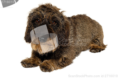 Image of Dachshund dog on white background