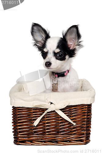 Image of Chihuahua dog in a basket.