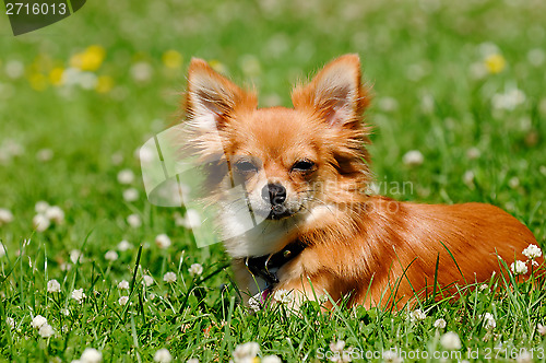 Image of Chihuahua dog on green grass