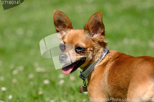 Image of Chihuahua dog on green grass