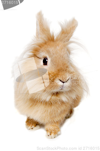 Image of Rabbit isolated on white background