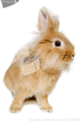 Image of Rabbit isolated on white background