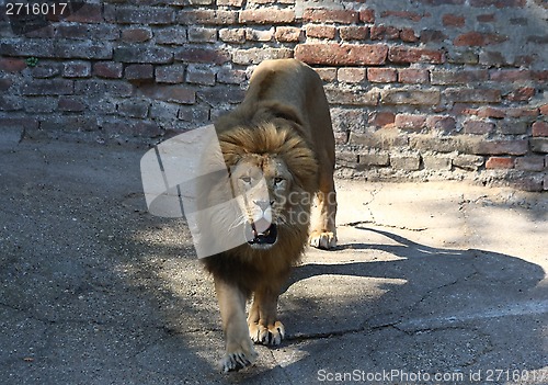 Image of Lion