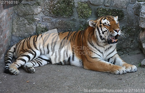 Image of Tiger