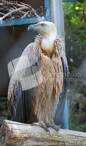 Image of Eagle