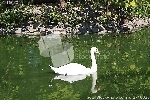 Image of Swan