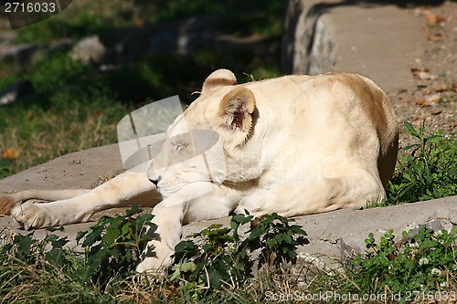 Image of Lioness