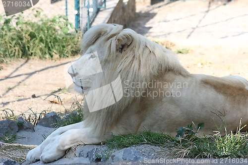 Image of Lion