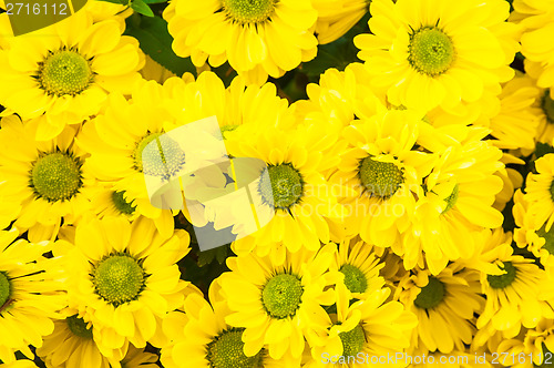 Image of Chrysanthemum Flower