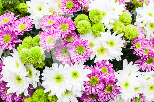 Image of Chrysanthemum Flower