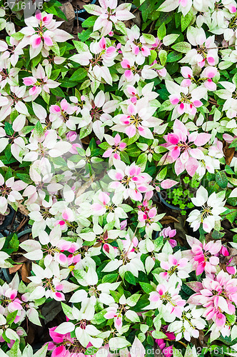 Image of Plant Background