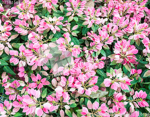 Image of Plant Background