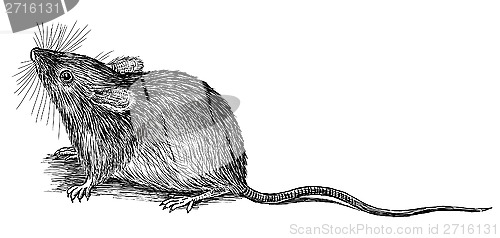 Image of mouse