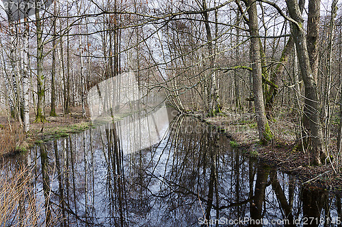 Image of tree by the water