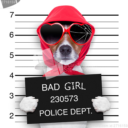 Image of mugshot lady dog