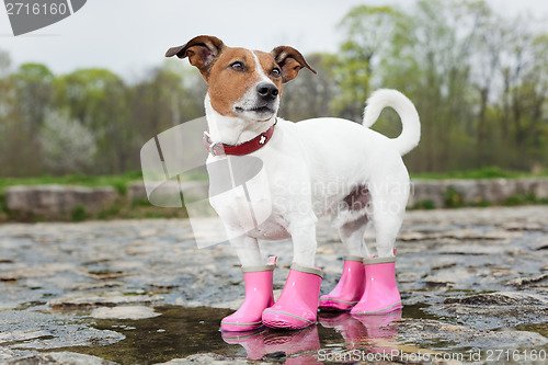 Image of dog in the rain 