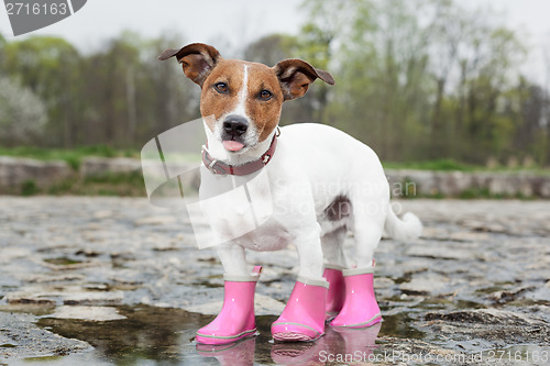 Image of dog in the rain 