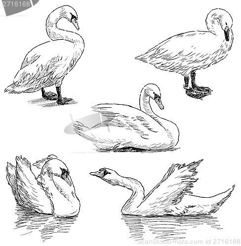 Image of sketch of swans