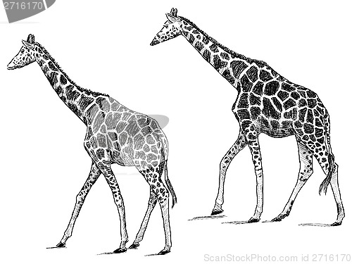 Image of giraffes