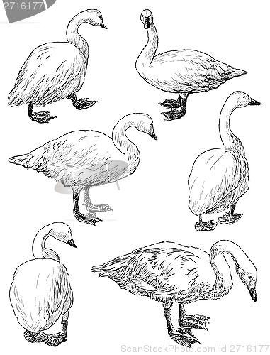 Image of swans