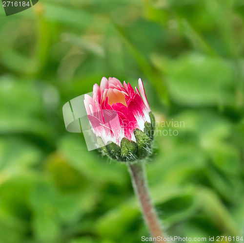 Image of Common Daisy Bud