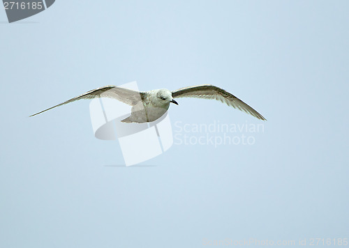 Image of Kumlien's Gull