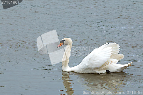 Image of Mute Swan