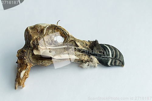 Image of Razorbill Skull