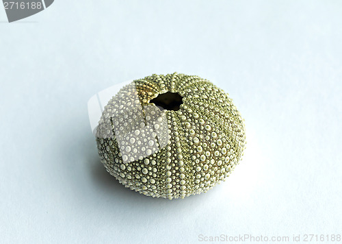Image of Sea Urchin Shell