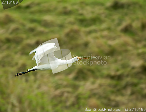 Image of Spoonbill Flying