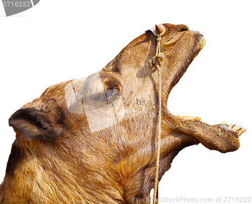 Image of screaming camel head, isolated on white background