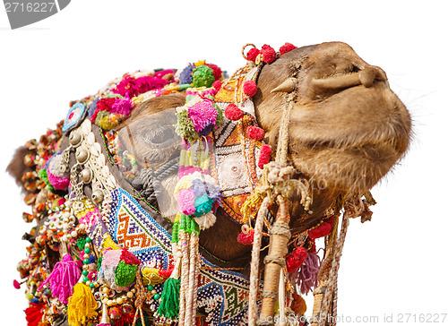 Image of Decorated camel head isolated on white background