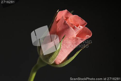 Image of rose on black
