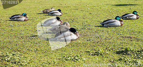 Image of group of mallard ducks