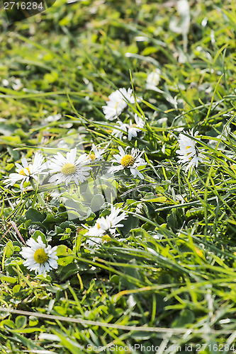 Image of wild daisies and grass