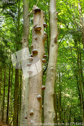 Image of Polyporus Growth on a Tree