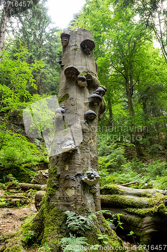 Image of Polyporus Growth on a Tree